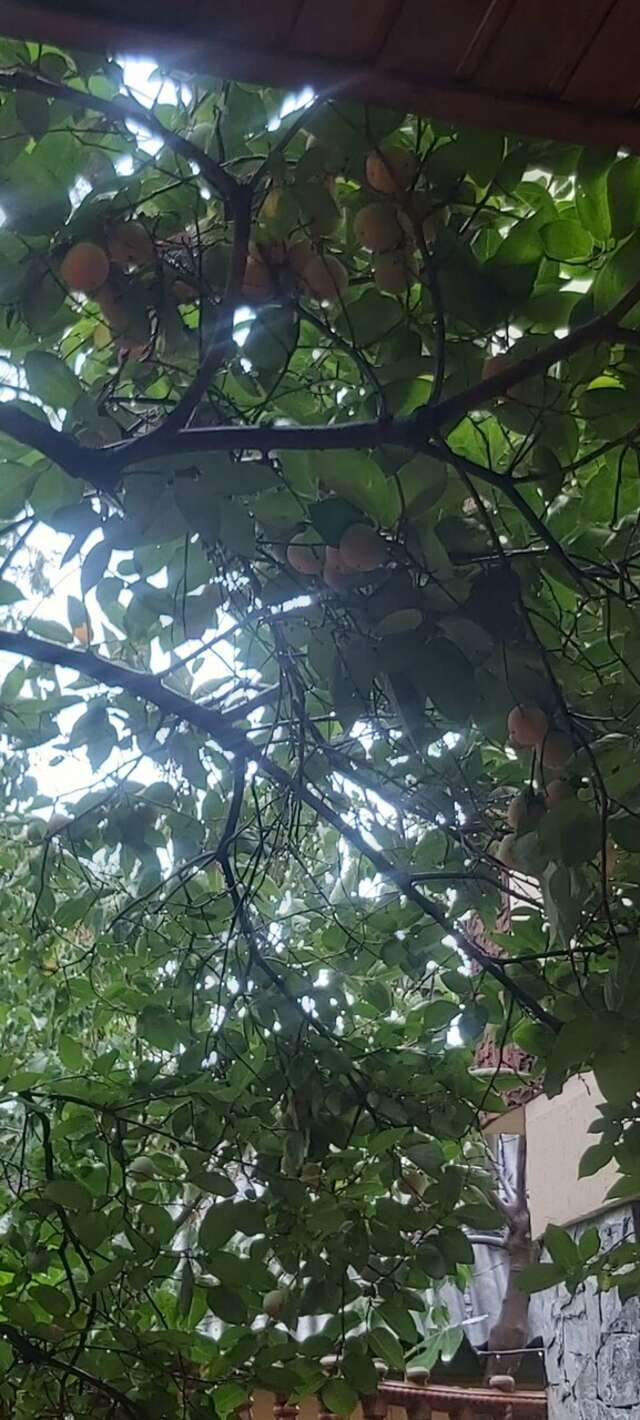 Гостиница Антре Геленджик-54